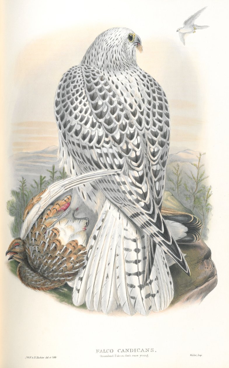 Falco Candicans (Greenland Falcon Dark Race) çizimi by John Gould