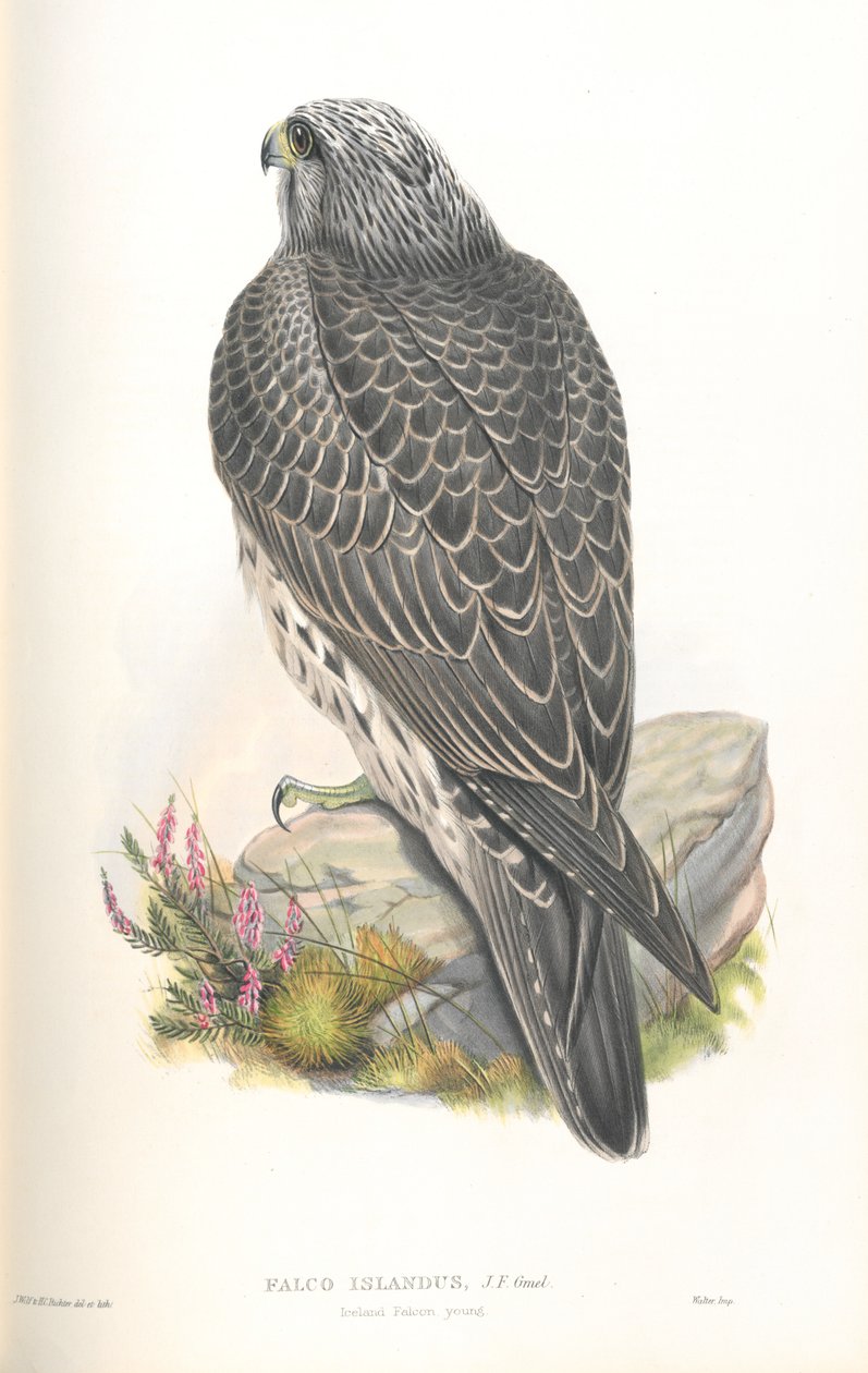 Falco Islandus