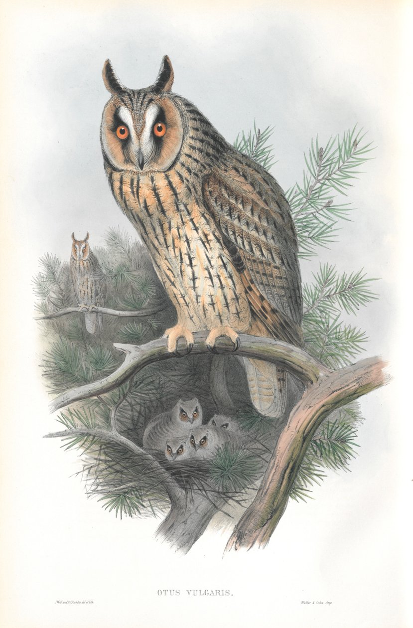 Otis Vulgaris (Uzun kulaklı baykuş) çizimi by John Gould