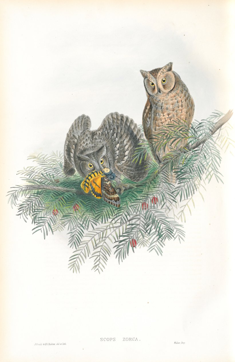 Scops Zorca (İskoç Kulaklı Baykuş) çizimi by John Gould