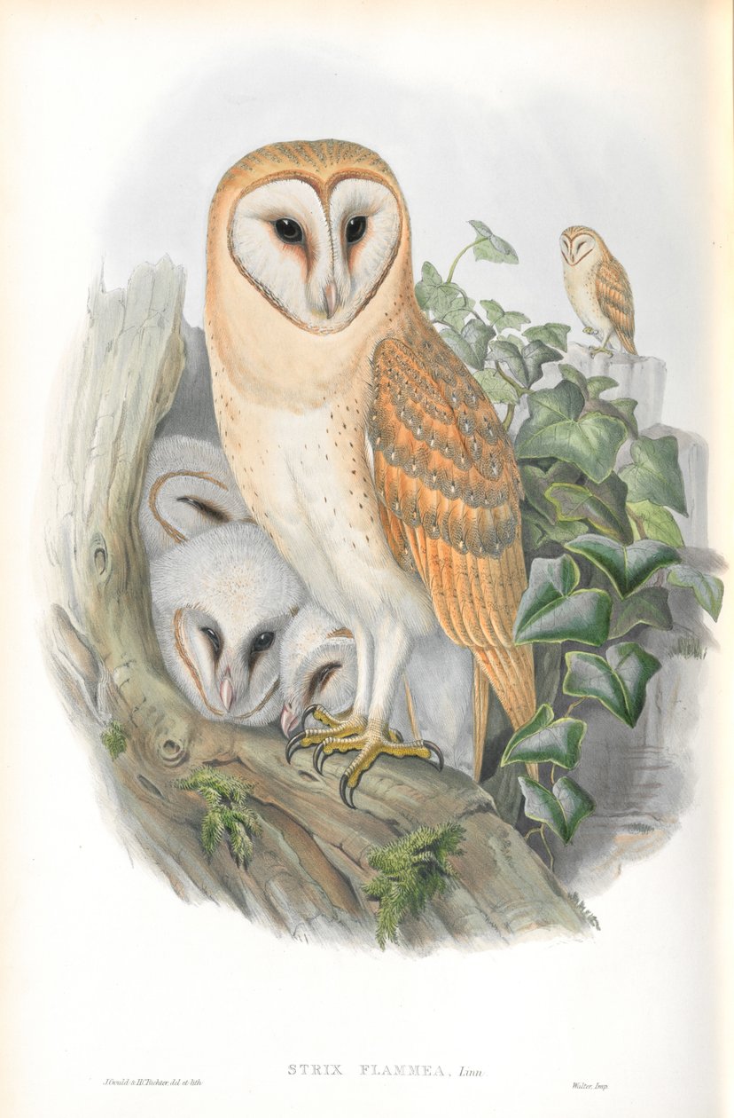 Strix Flammea (Peçeli Baykuş) çizimi by John Gould