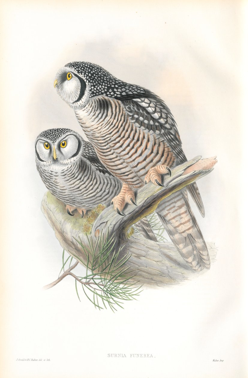 Surnia Funerea (Şahin Baykuş) çizimi by John Gould