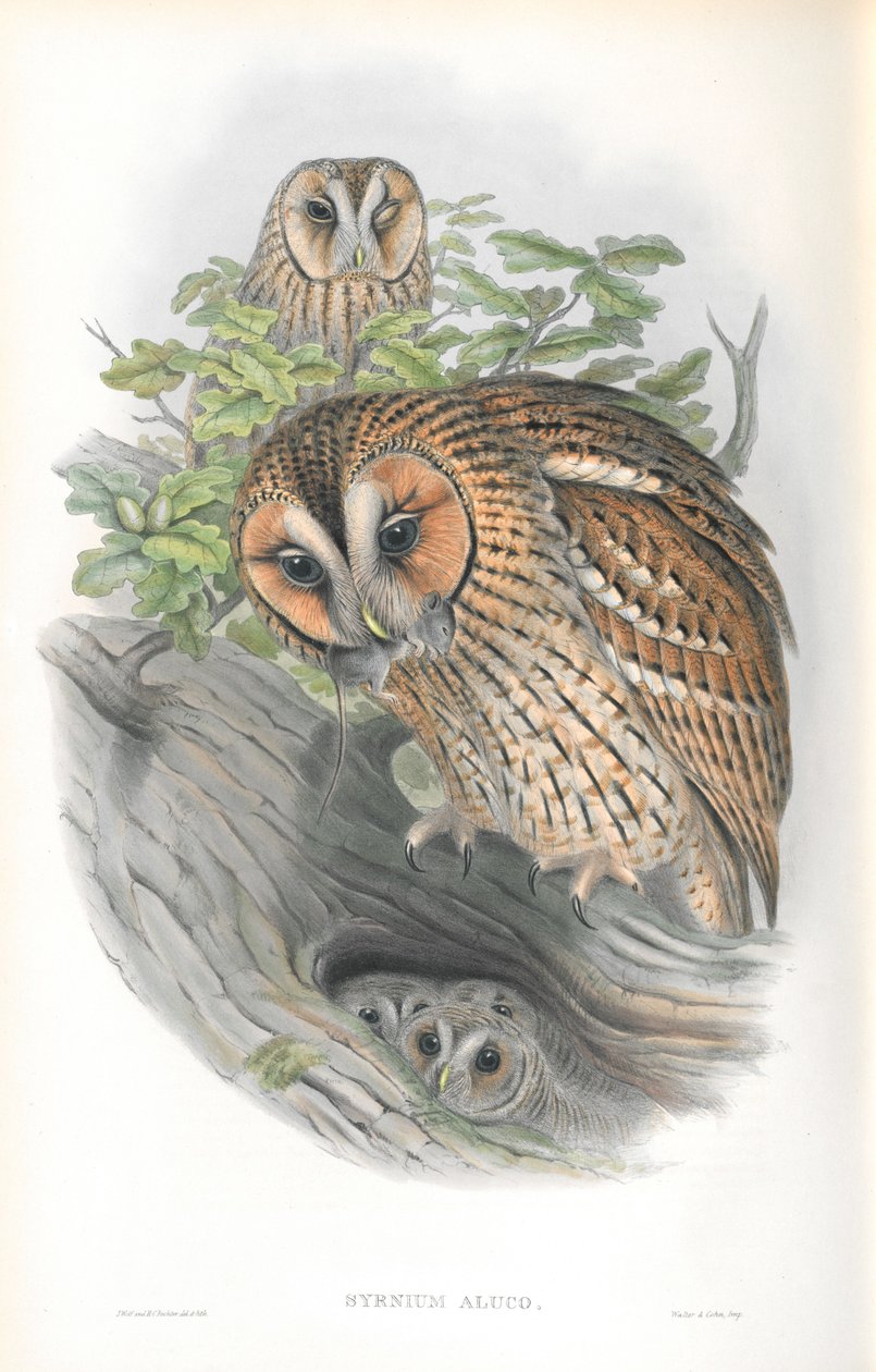 Syrnium Aluco çizimi by John Gould