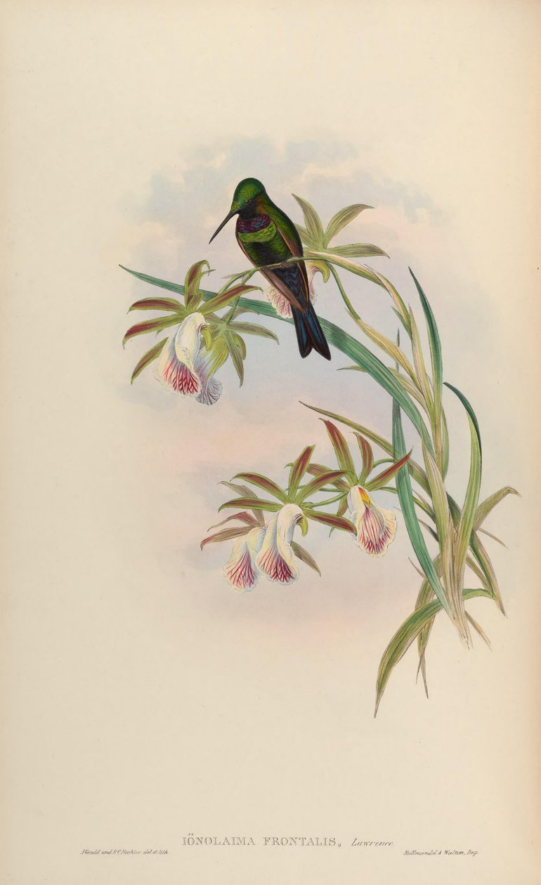 Ionolaima frontalis = Heliodoxa Schreibersii by John Gould