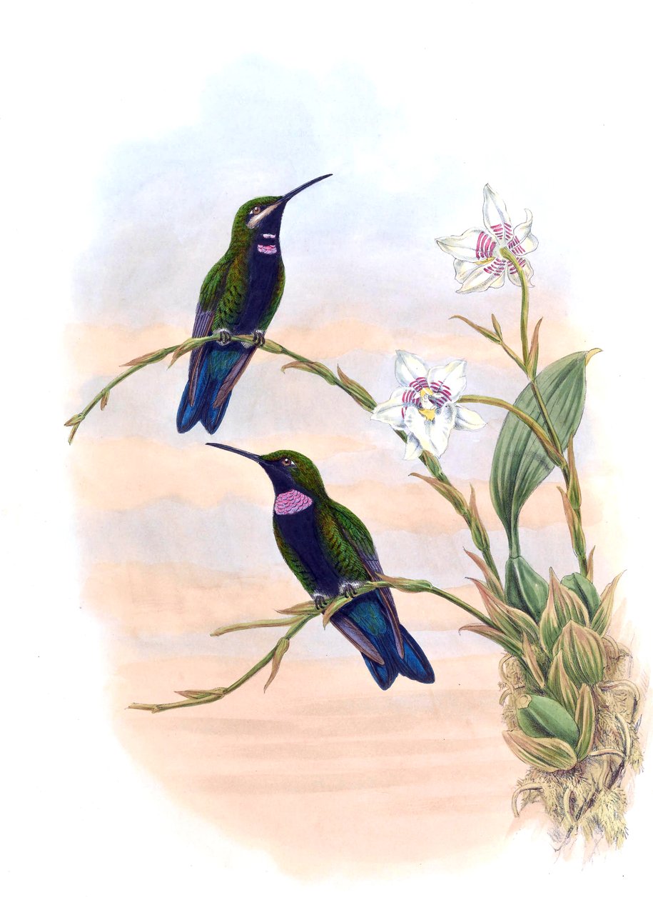 Ionolæma whitelyana = Heliodoxa schreibersii whitelyana by John Gould