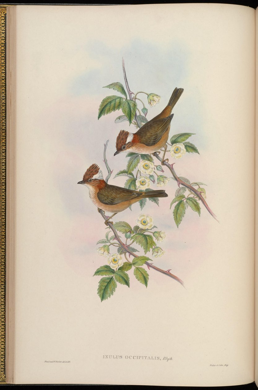 Ixulus occipitalis = Yuhina fırıncısı by John Gould
