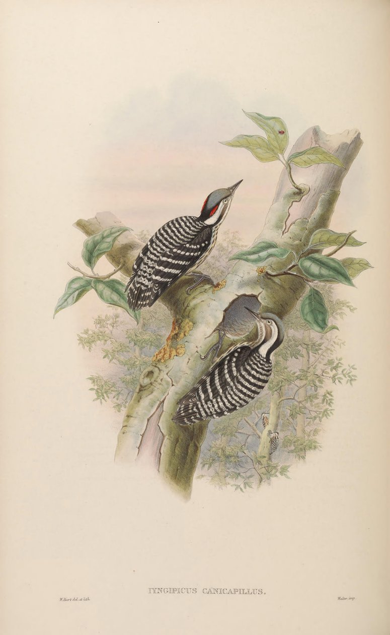 Iyngipicus canicapillus = Dendrocopos canicapillus[2] by John Gould