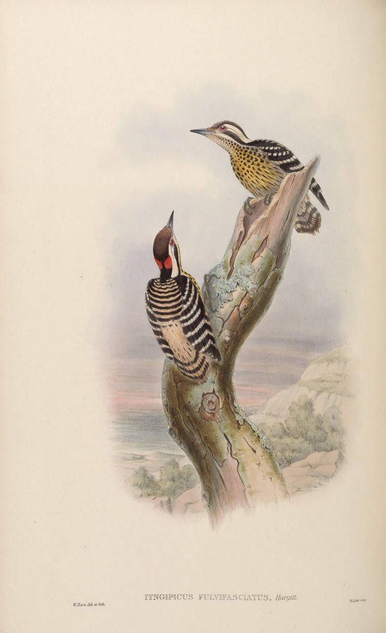 Iyngipicus fulvifasciatus = Dendrocopos maculatus fulvifasciatus by John Gould