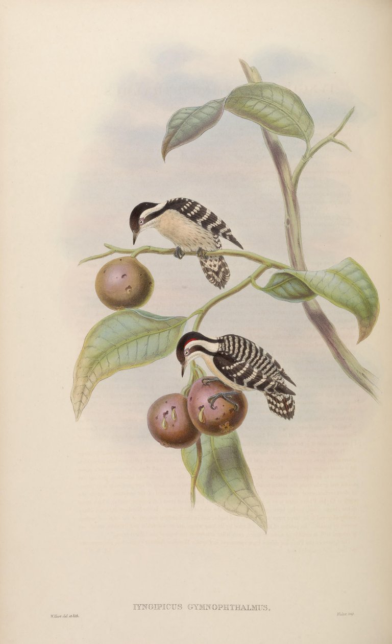Iyngipicus gymnophthalmus by John Gould