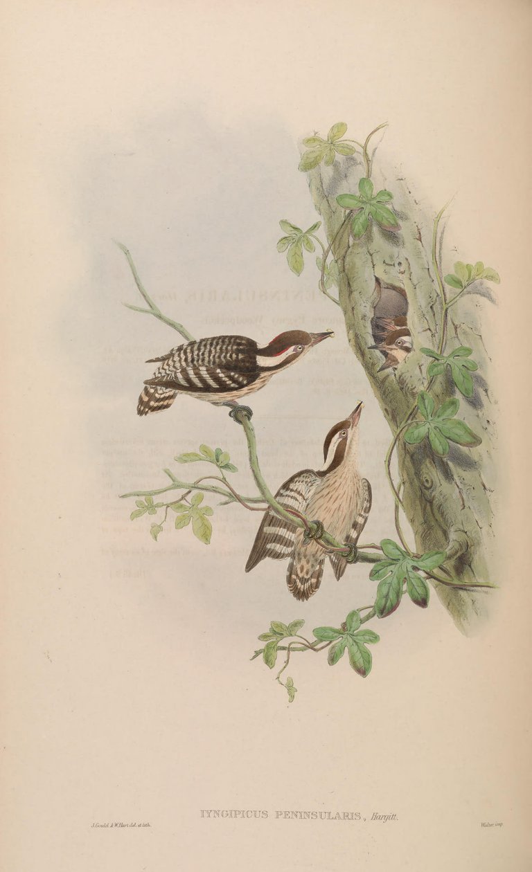 Iyngipicus gymnophthalmus peninsularis = Dendrocopos nanus gymnopthalmus [2] [3] by John Gould