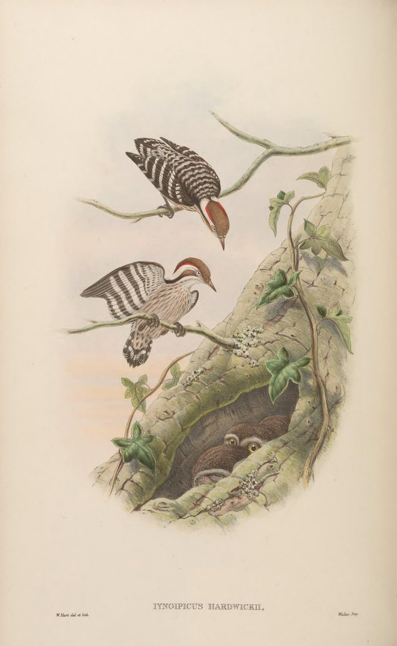 Iyngipicus hardwickii = Dendrocopos moluccensis hardwickii by John Gould