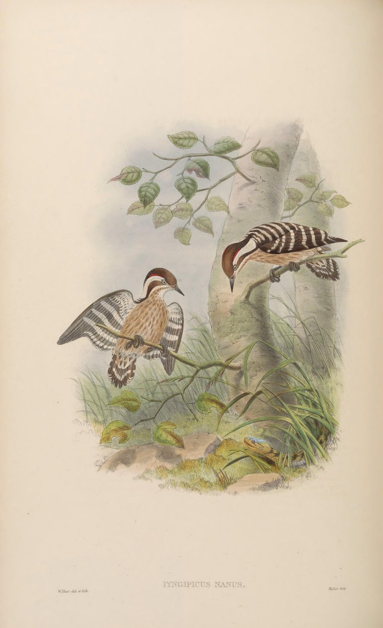 Iyngipicus nanus = Dendrocopos nanus by John Gould