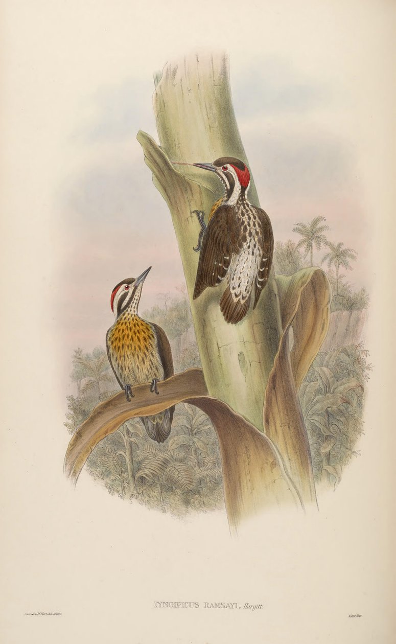 Iyngipicus ramsayi = Dendrocopos ramsayi ramsayi by John Gould