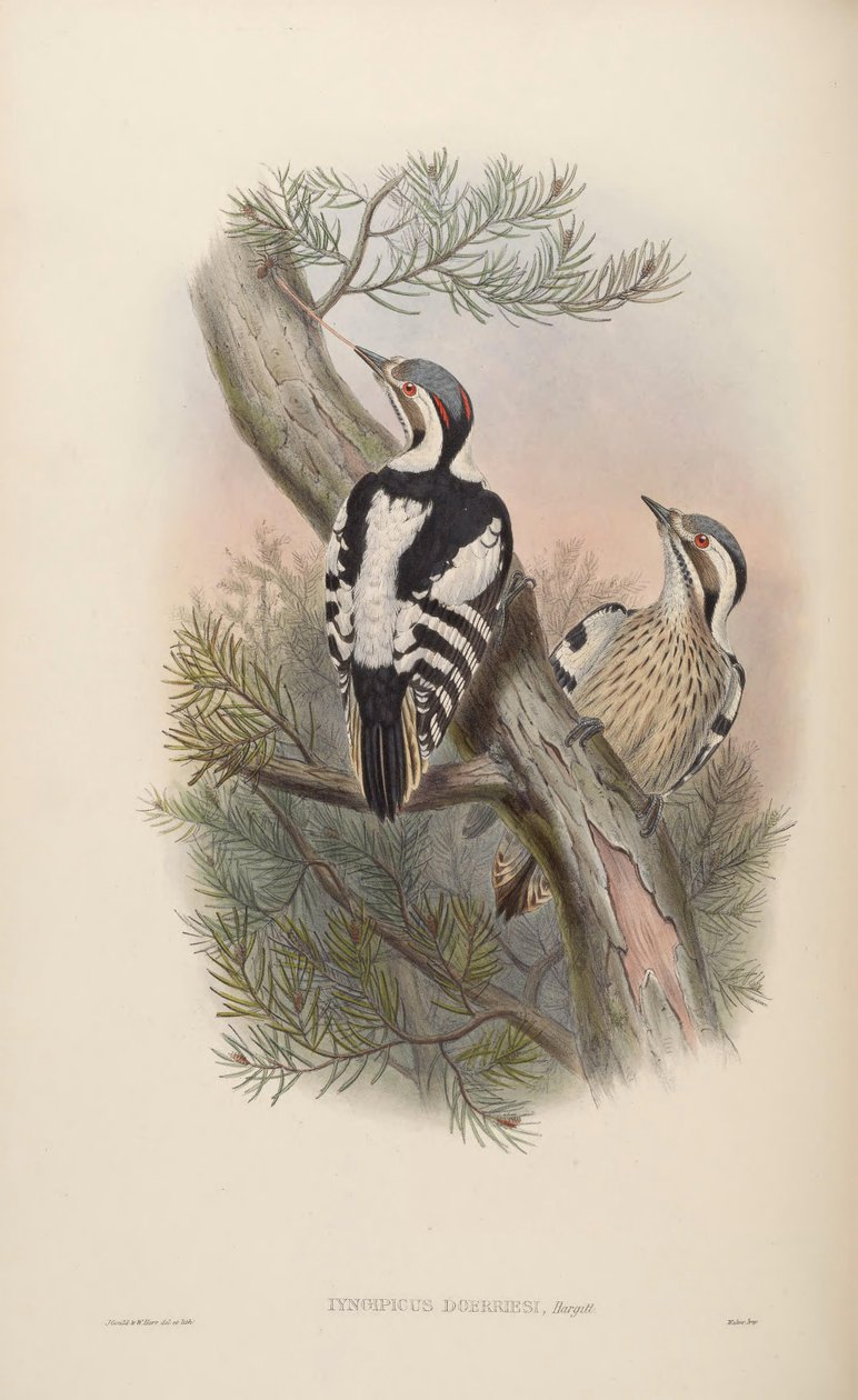 Iyngipicus scintilliceps = Dendrocopos canicapillus scintilliceps[2] by John Gould