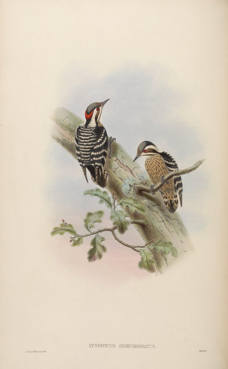 Iyngipicus semicoronatus = Dendrocopos canicapillus semicoronatus[2] by John Gould