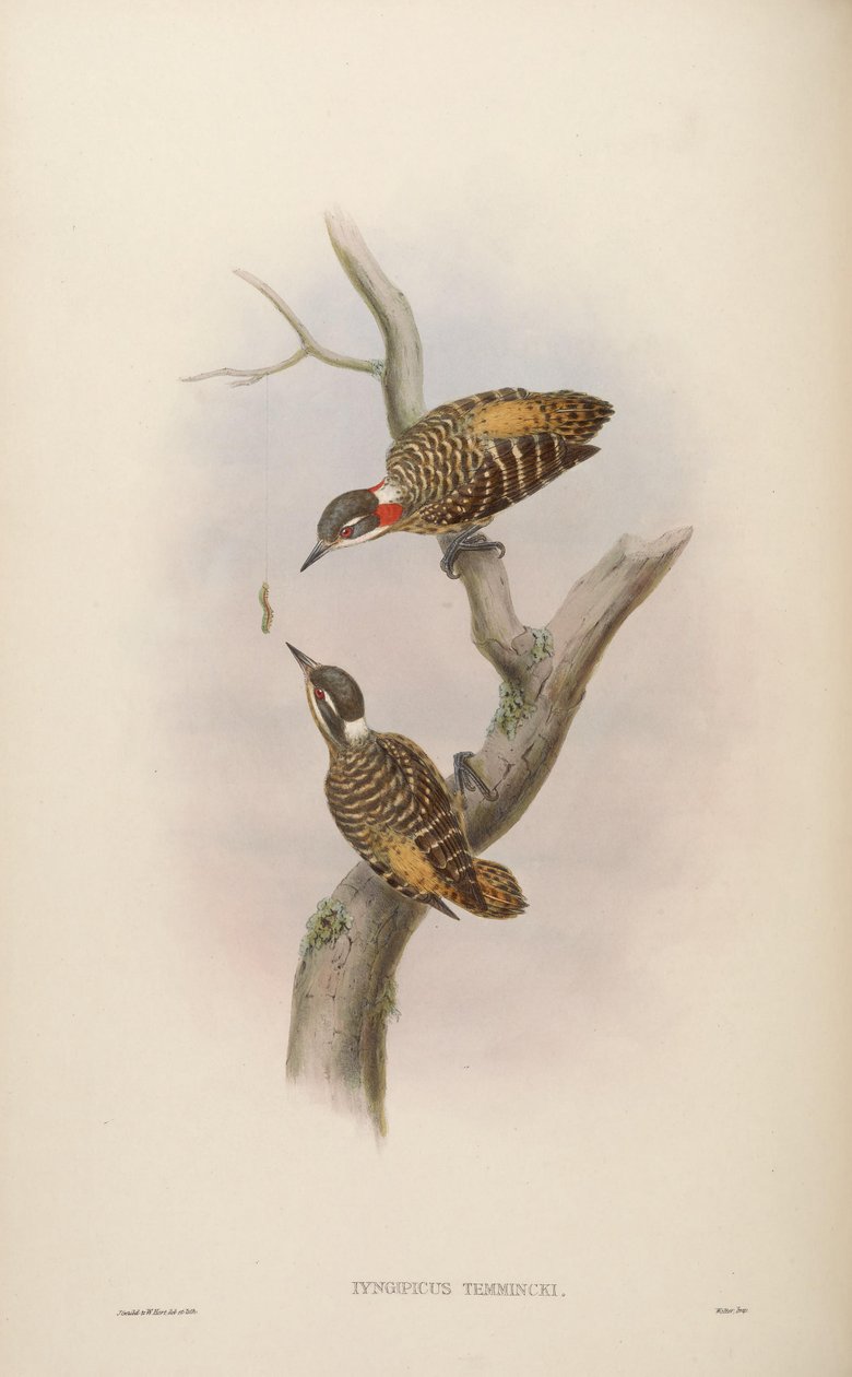 Iyngipicus temmincki = Dendrocopos temminckii[2] by John Gould