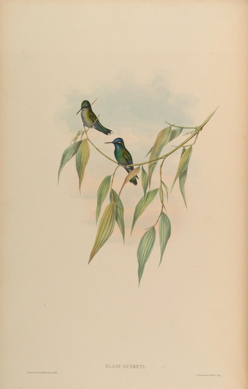 Klais guimeti by John Gould