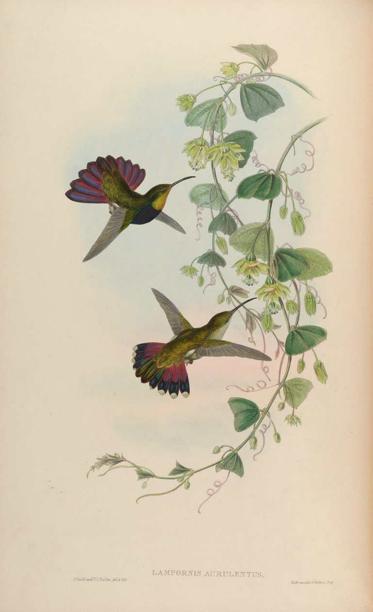 Lampornis aurulentus = Antrakotoraks efendisi by John Gould