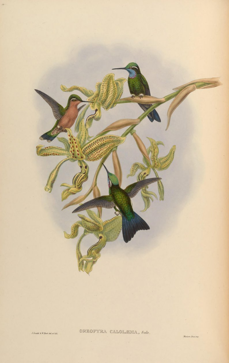 Lampornis kalolaemus by John Gould