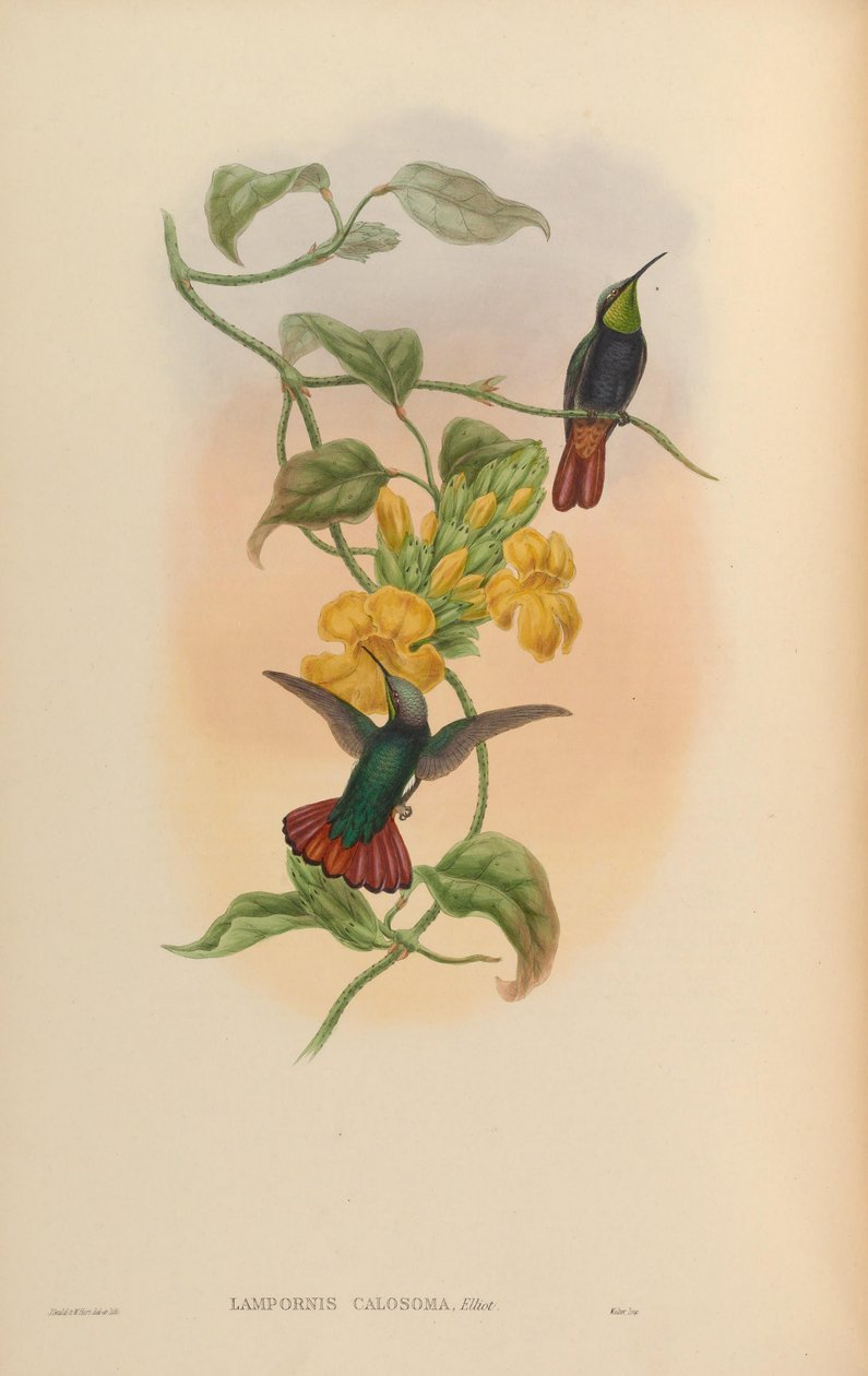 Lampornis kalozoma by John Gould