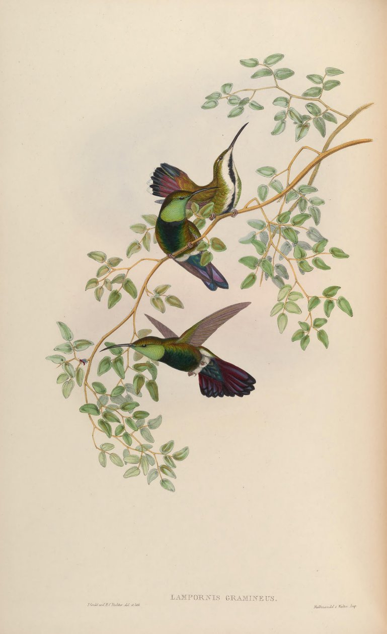 Lampornis gramineus = Antrakotoraks yeşil çimen by John Gould