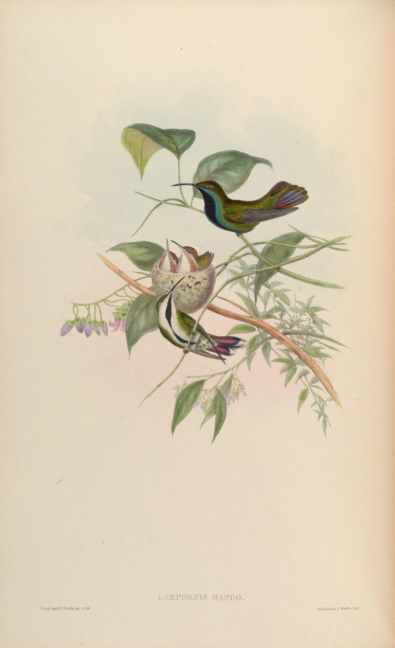 Lampornis mango = Antrakotoraks nigricollis nigricollis by John Gould