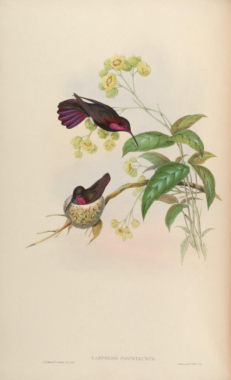 Lampornis porphyrurus = Antrakotoraks mango by John Gould