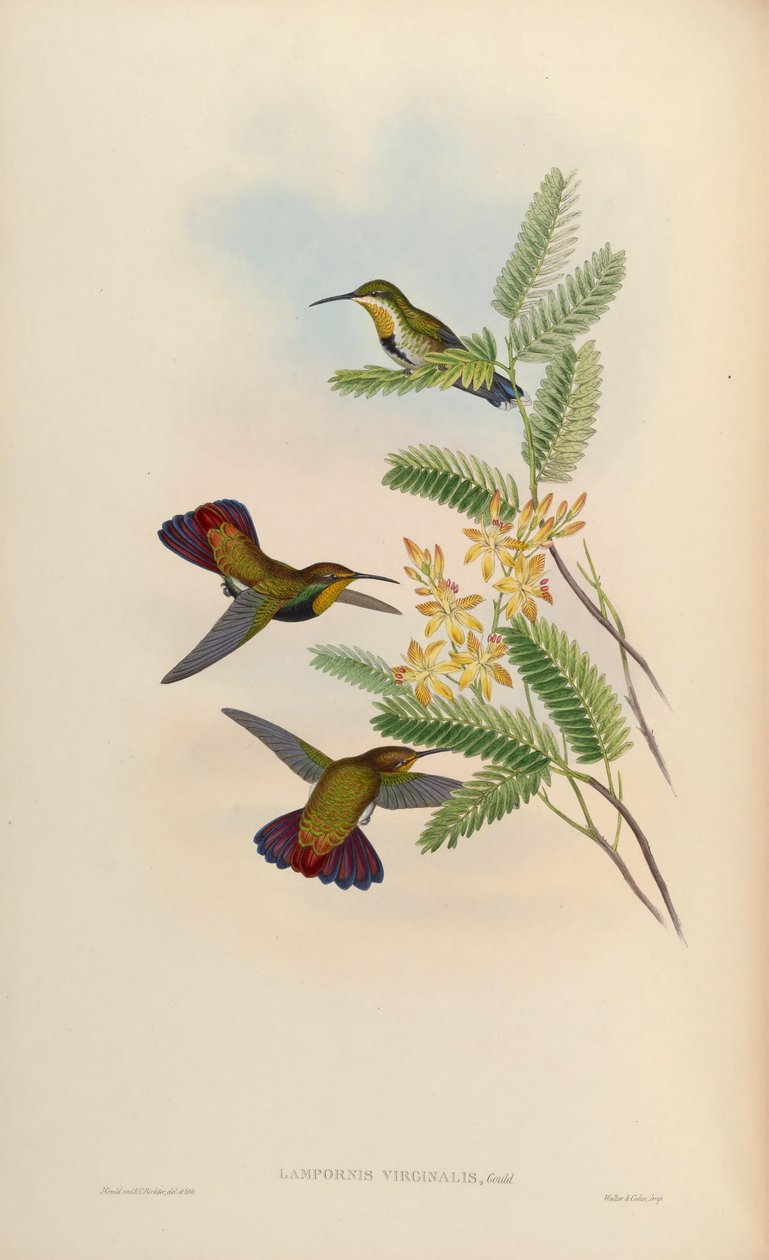 Lampornis virginalis = Anthracothorax dominicus aurulentus by John Gould