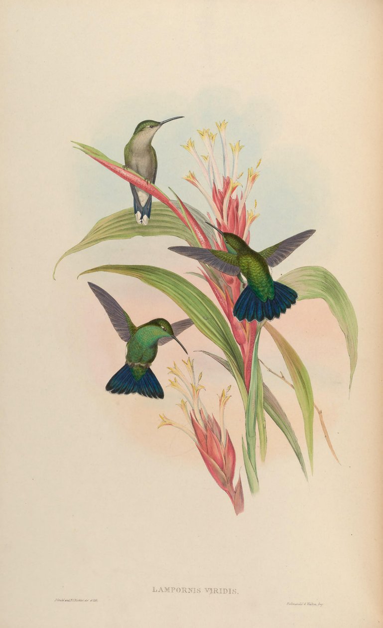 Lampornis viridis = Antrakotoraks viridis by John Gould