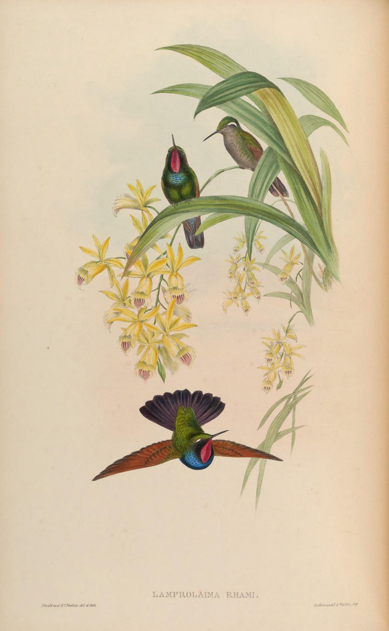 parlak yaka by John Gould
