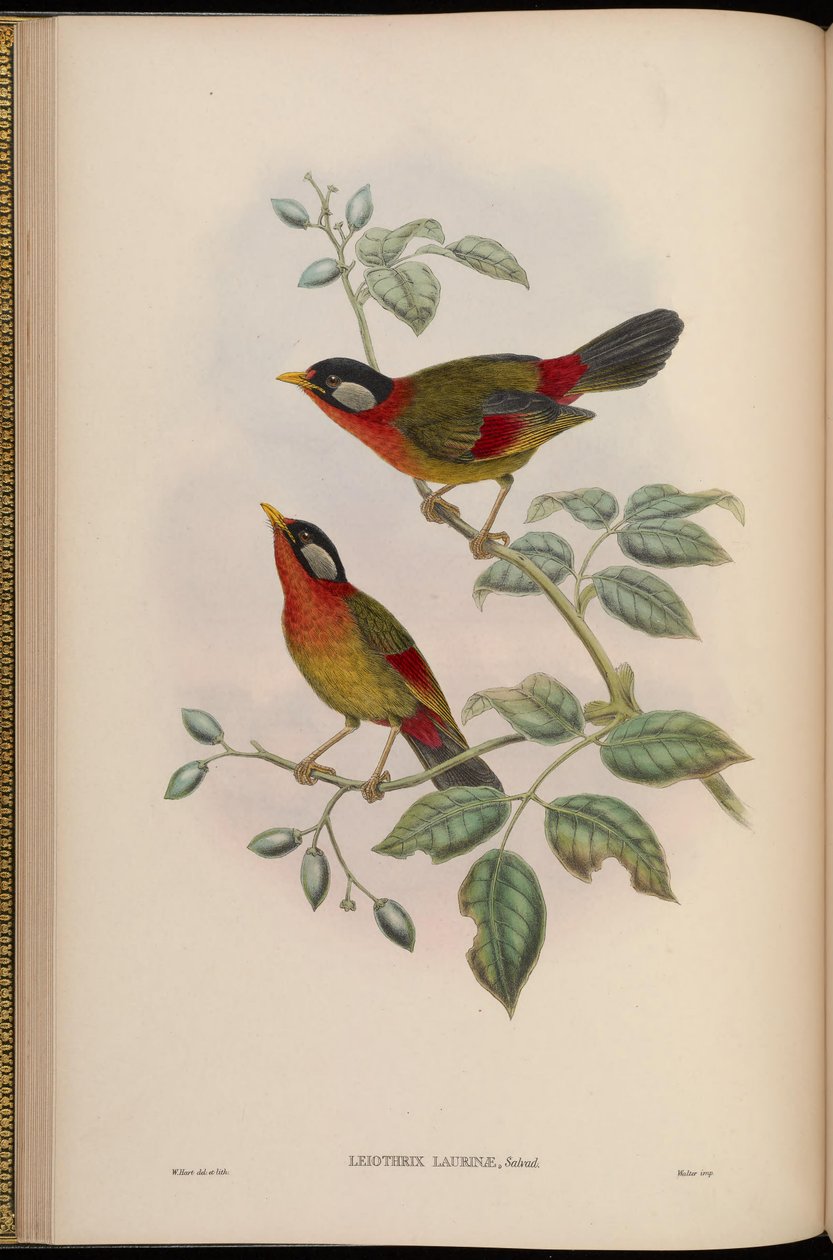 Leiothrix laurinae = Leiothrix argentauris laurinae by John Gould