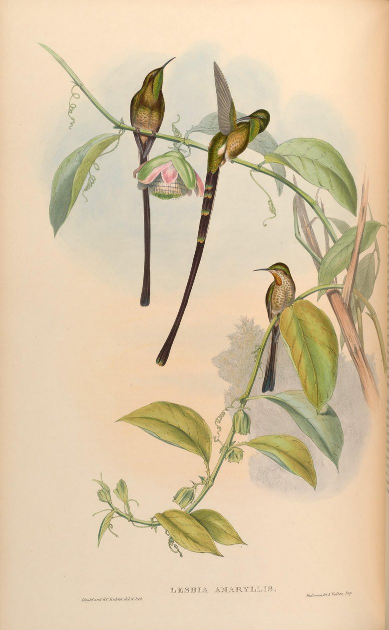 Lesbia nergis zambağı = Lesbia nergis zambağı by John Gould