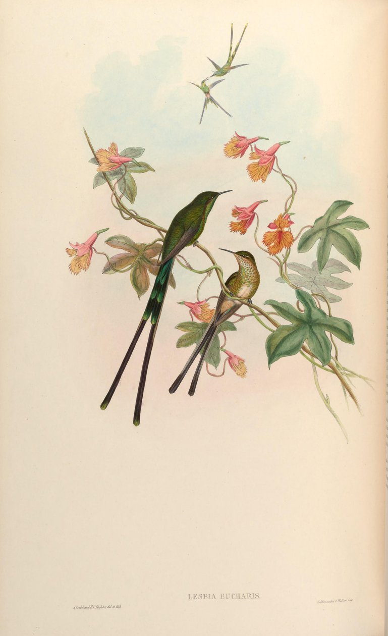 Lesbia eucharis = Lesbia victoriatoriae eucharis by John Gould