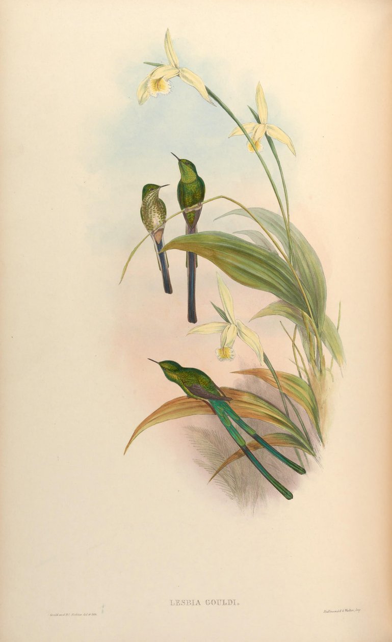 Lesbia gouldi = Lesbia nuna gouldii by John Gould