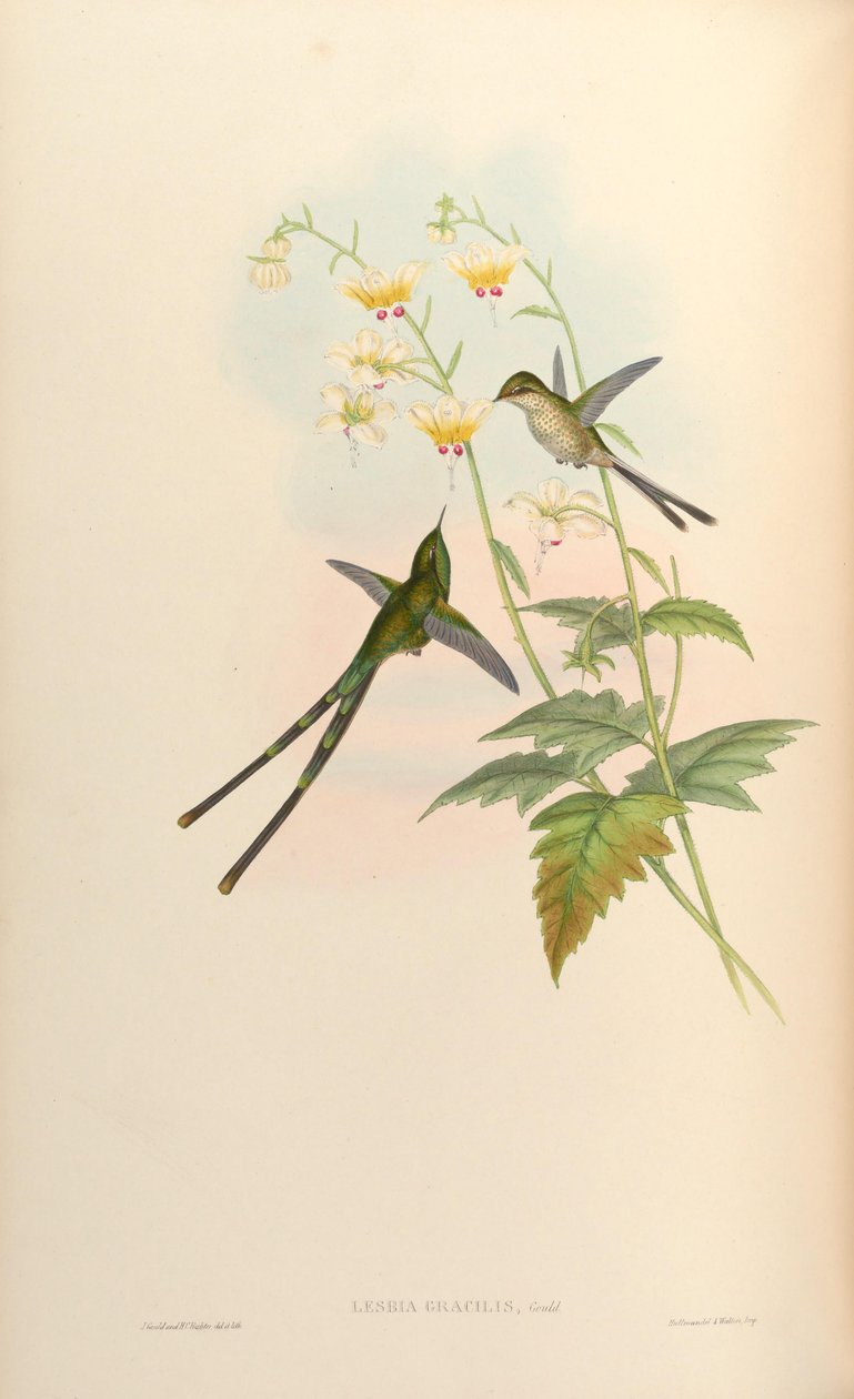 ince by John Gould
