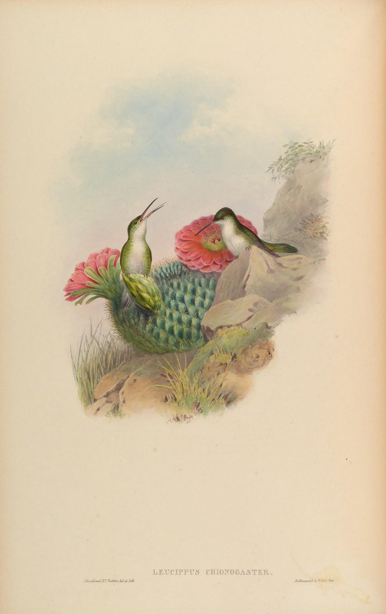 Leucippus chionogaster = Amazilia chionogaster by John Gould