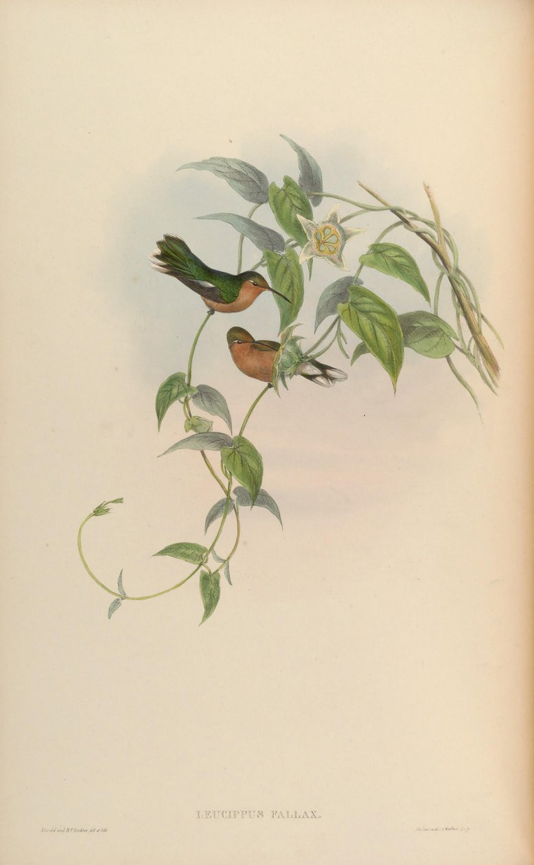 Leucippus fallaks by John Gould