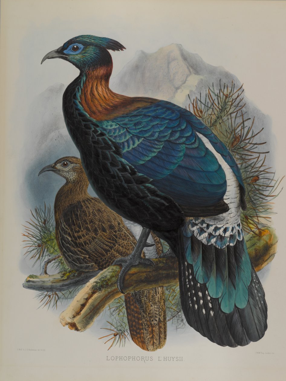 Lophophorus LHuysii  by John Gould