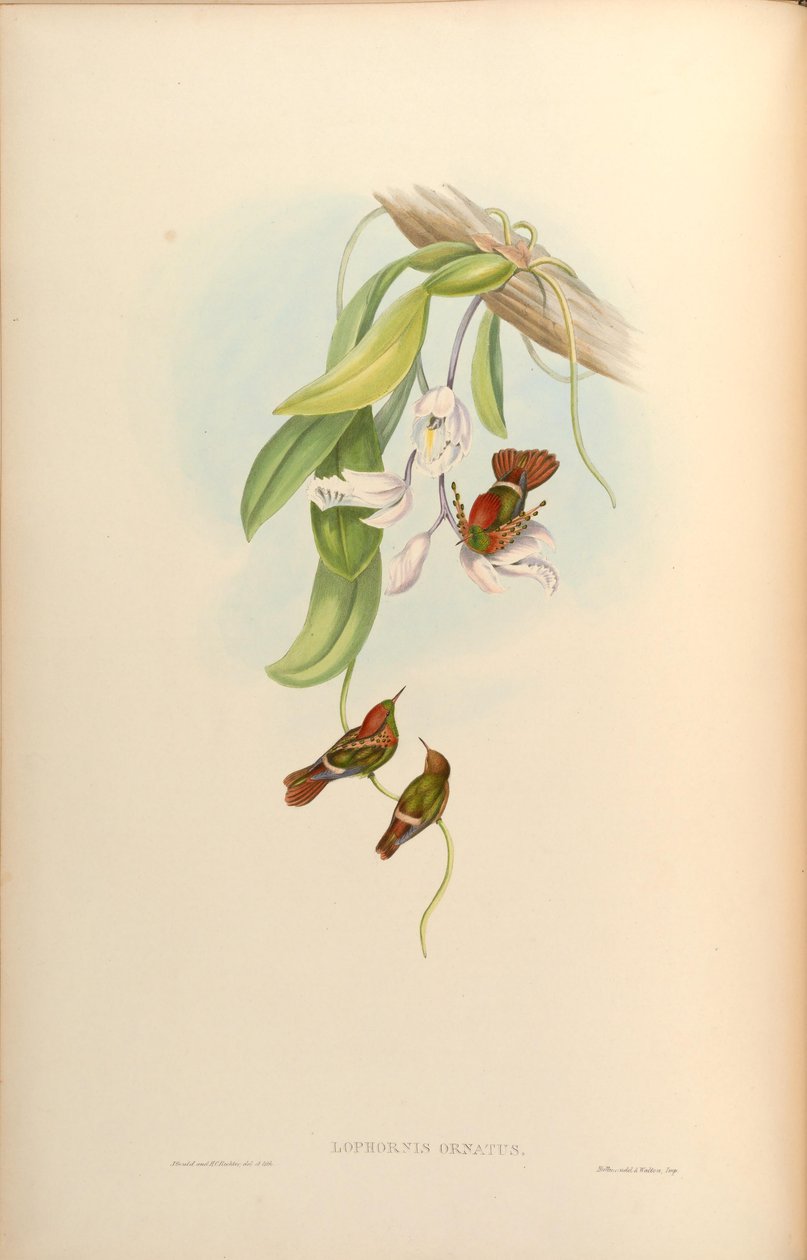 Lophornis süs by John Gould