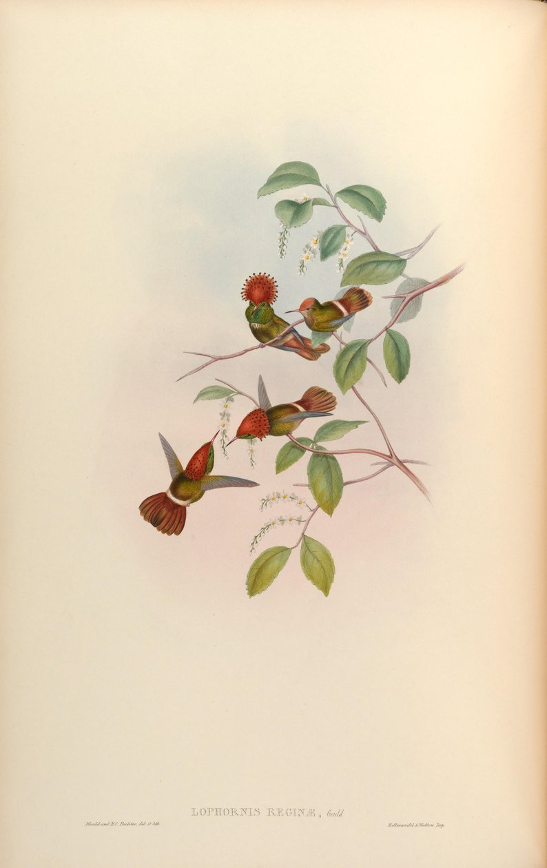 Lophornis kraliçesi = Lophornis stictolophus by John Gould