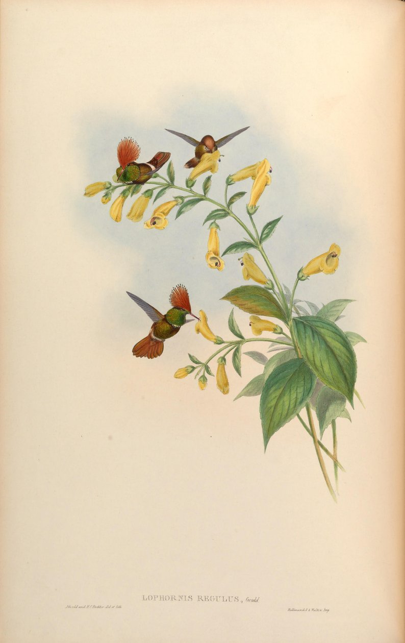 Lophornis regulus = Lophornis delattrei by John Gould