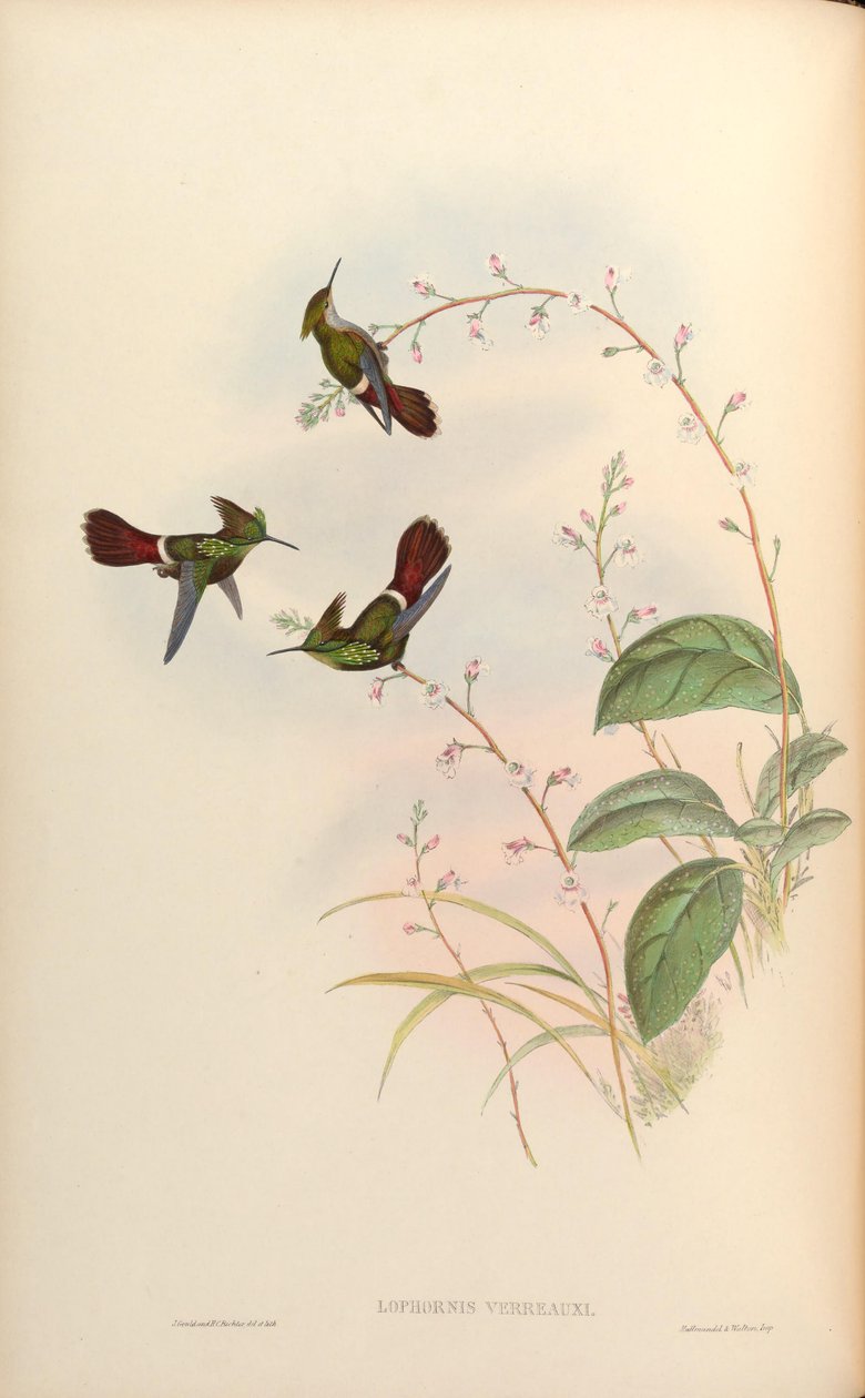 Lophornis verreauxi = Lophornis chalybaeus verrauxii by John Gould
