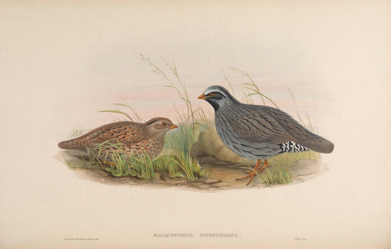 Malacoturnix superciliosus = Ophrysia superciliosa by John Gould
