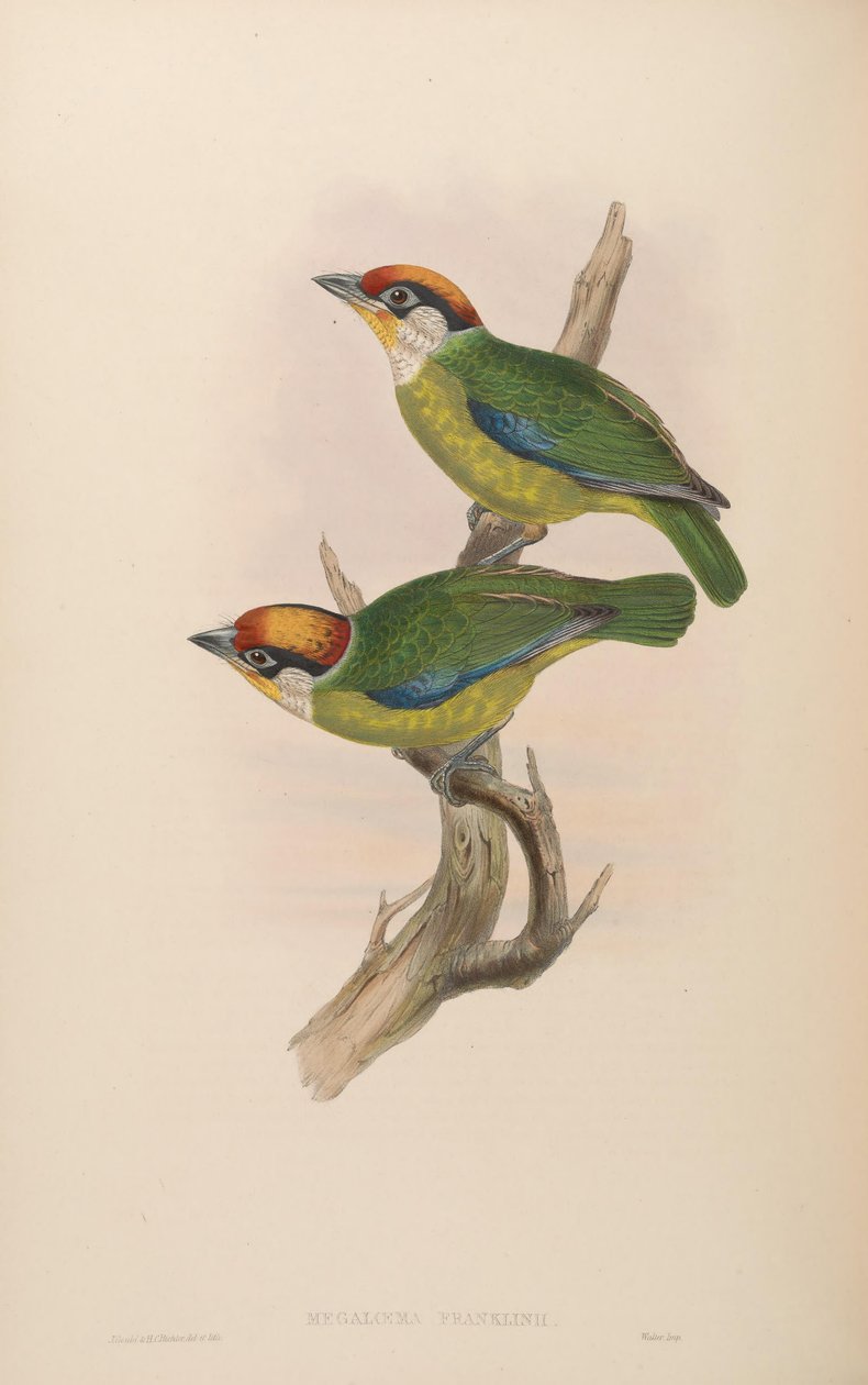 Franklin Megalaima = Franklin Megalaima by John Gould