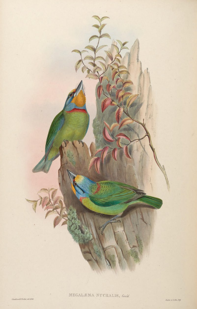 Megalaema nuchalis = Megalaima nuchalis by John Gould