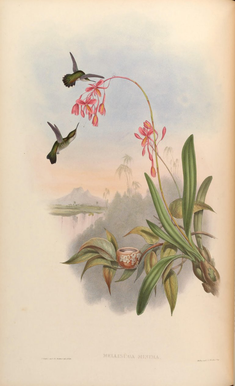 mellisuga minimumu by John Gould