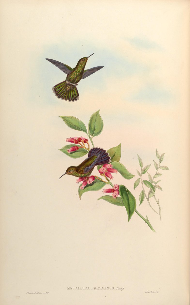 Metallura primolina = Metallura williami primolina by John Gould