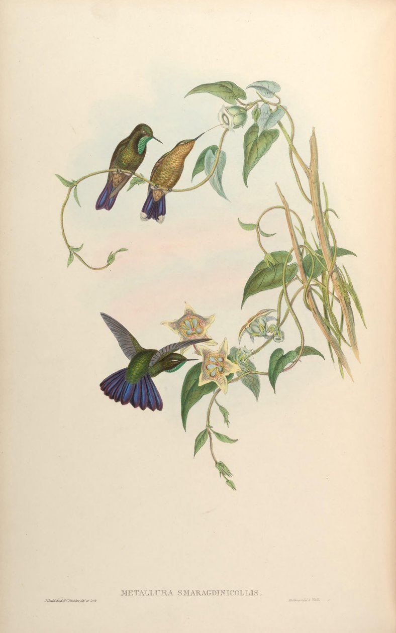 Zümrüt Metalurjisi = Zümrüt Peynir Metalurjisi by John Gould
