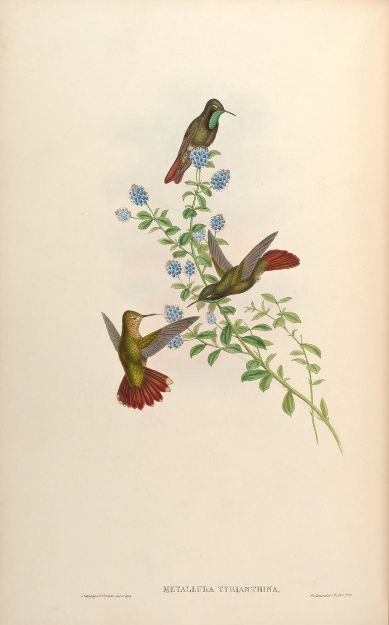 Metallura tyrianthina by John Gould