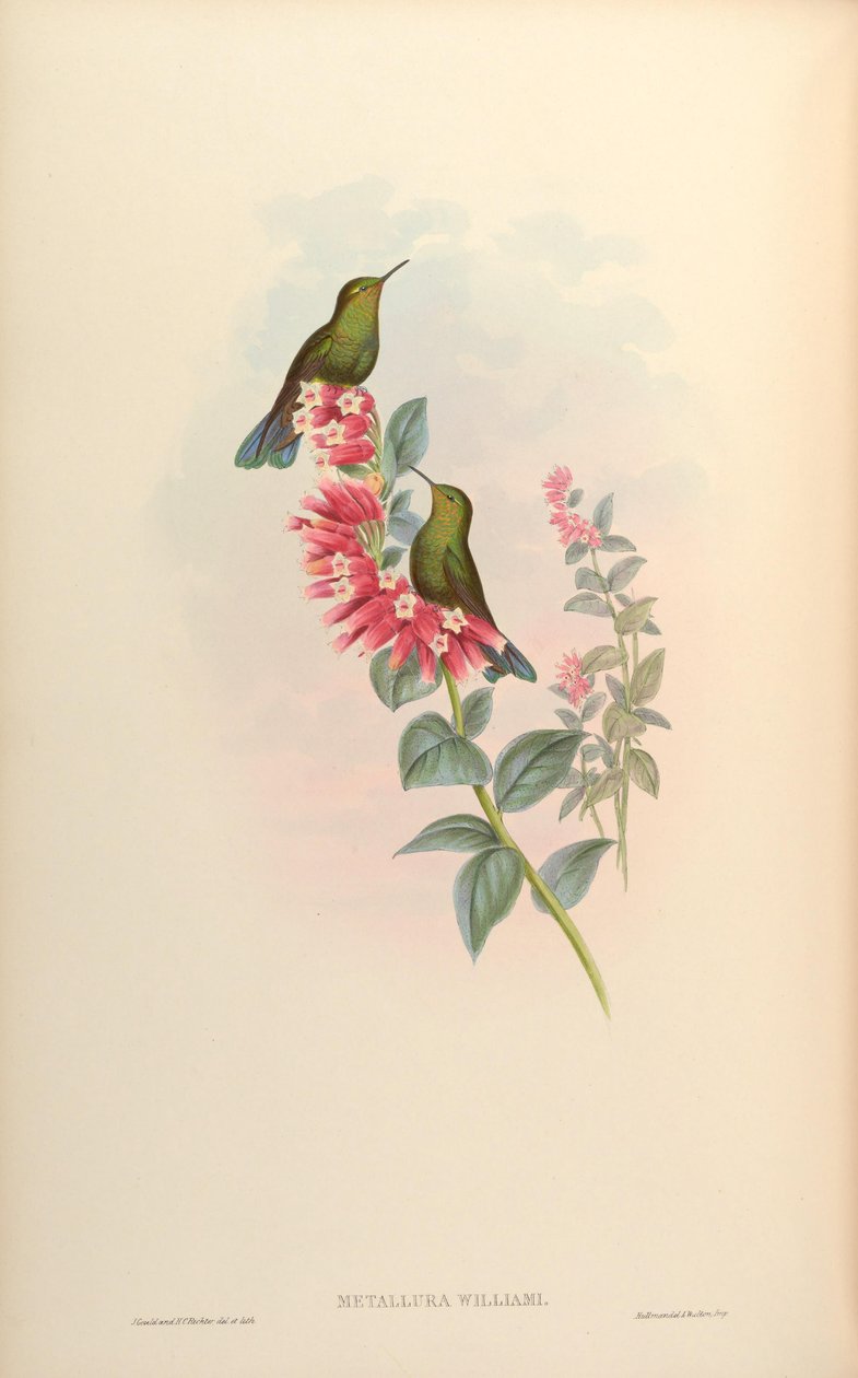 metalüri williami by John Gould